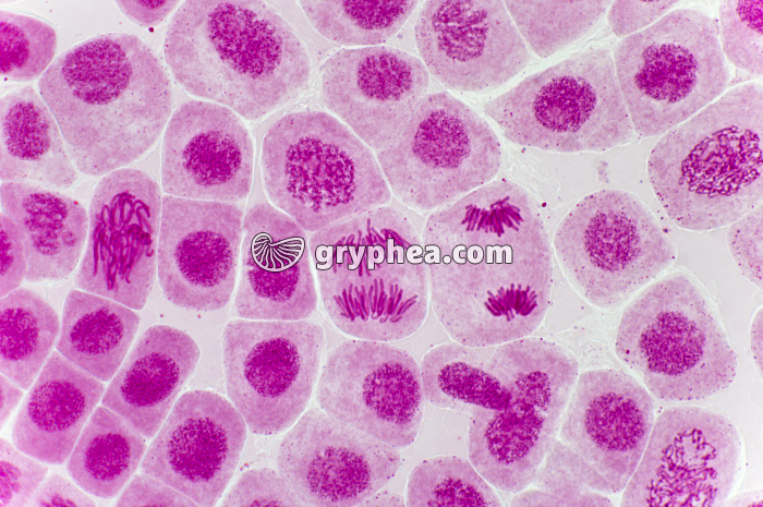 Mitose racine d'Ail (anaphases) coloration Carmin acétique x200 - gryphea.com